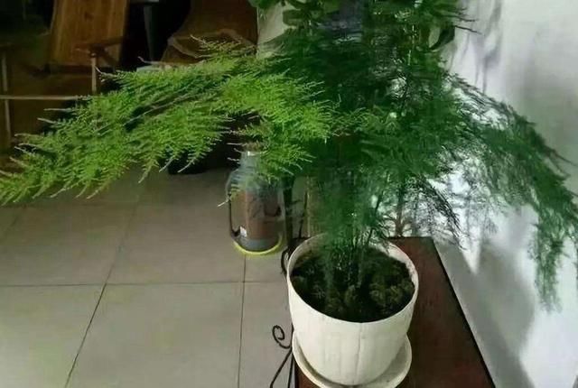 徒长|秋天了别忘记给花理发，这3种花更需要修剪，不然徒长后更丑