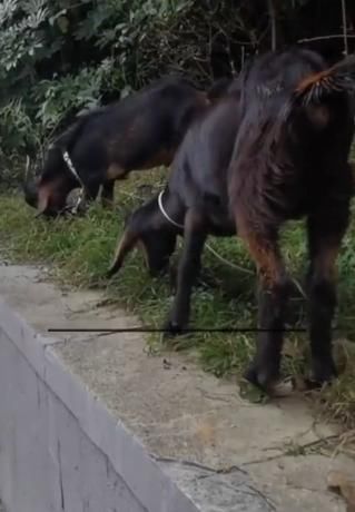 绿化|大妈放羊啃食绿化植被带心安理得:反正都是要割的