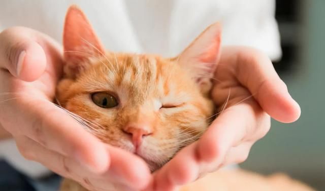  和谐|老生常谈：怀孕和养宠物，真的没有冲突！让小东西们和谐相处吧