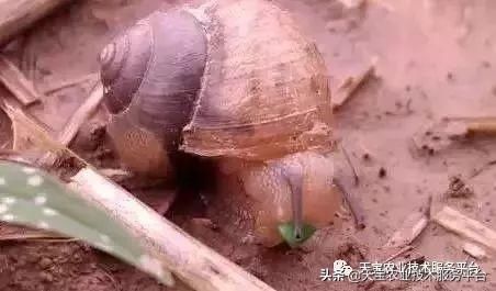 虫害|火龙果常见虫害高清图谱