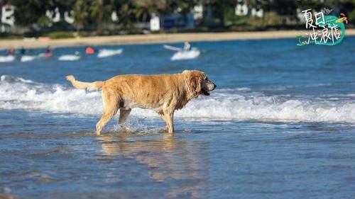  夏日|宝藏综艺《夏日冲浪店》，王一博陪你海上冲浪，只有相爱没有相杀