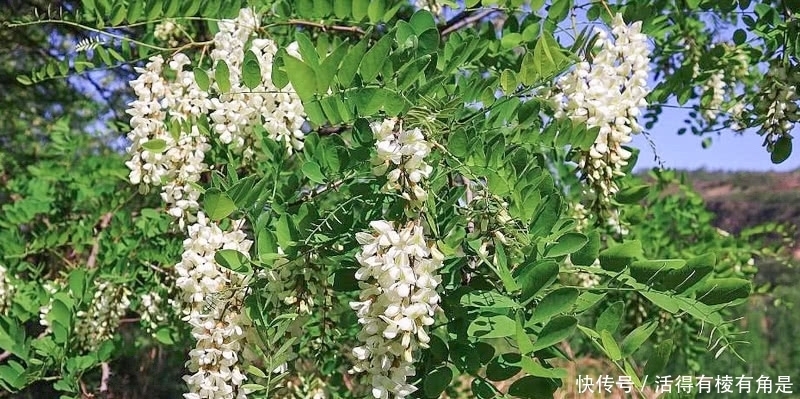  少人|1种“树上花”包饺子味道好，乡下小孩都吃过，价值高而少人知