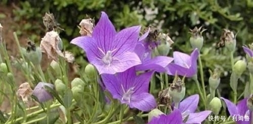 祛痰|农村一种野草是药食两用的药材，可以散寒祛痰，现在亩产值4千元