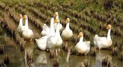 故事|【舌游中国】一只大白鹅的故事，看到最后一定要管住你的口水哦