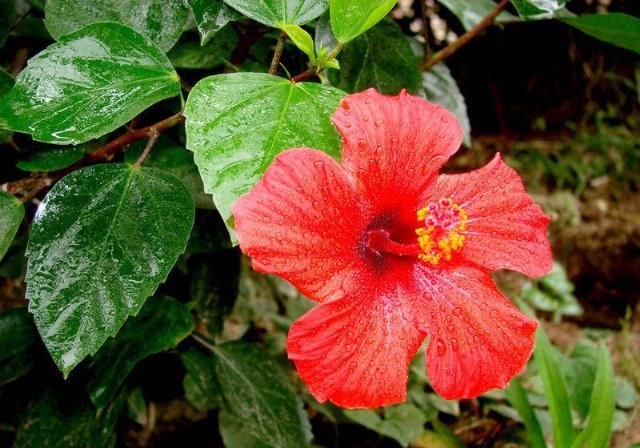  微妙|此花的花语新是鲜的恋情，微妙的美寓意着脱俗、洁净、羞涩