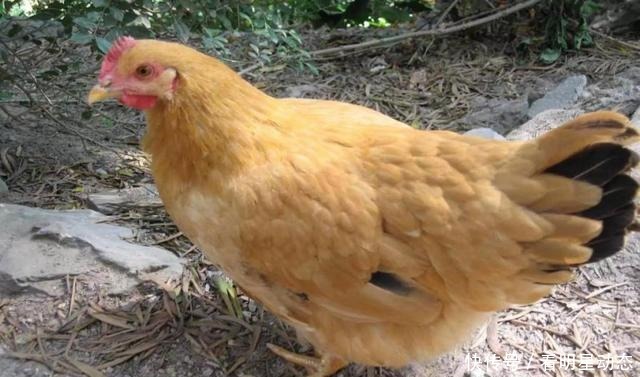 面子|这是“最有面子”的鸡,名字由皇帝所赐,是外卖界的“明星菜品”