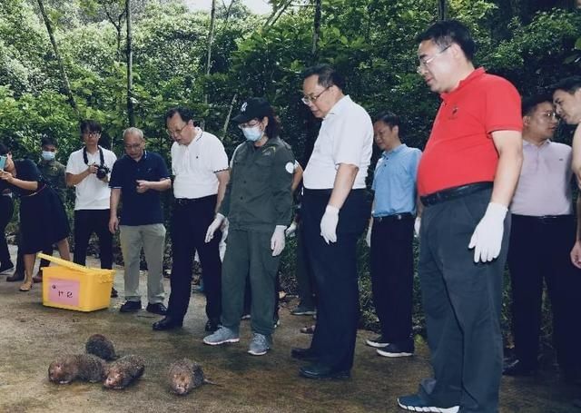  公园|豹猫、红隼、果子狸......在南宁的公园里遇到它们别激动