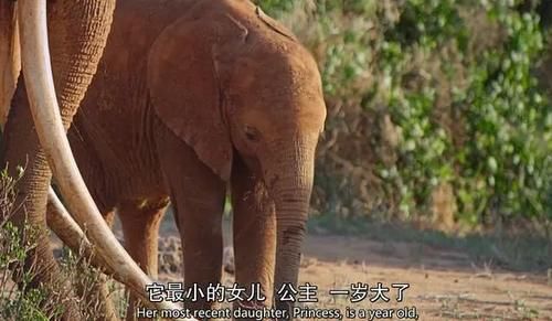  女王|为了躲避猎杀和寻找水源，女王带着族群，开启了逃亡之旅