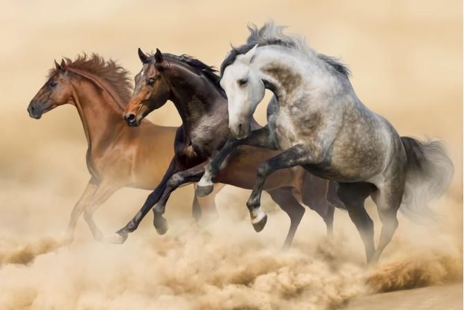 SUV|霸气威武又不失可爱，这款福特SUV绝对与众不同，可惜这点最遗憾