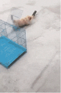 GIF|搞笑GIF：卖菜的不应该都是大妈吗？为什么这位小姐姐这么漂亮？