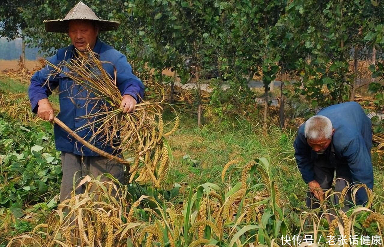 患高血压的经常吃咸菜会怎么样(为何以前老一辈人，整天吃咸菜，却很少有人患上高血压？早做了解)