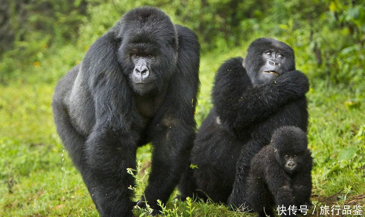  森林|世界“最贵”最难进的公园, 门票近万元仍一票难求, 公园竟在非洲!