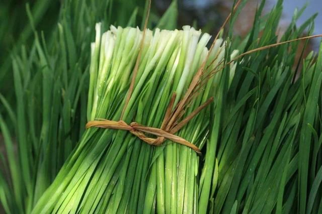 韭菜|宽叶韭菜和细叶韭菜差别大,很多人不知道,以后可别买错了