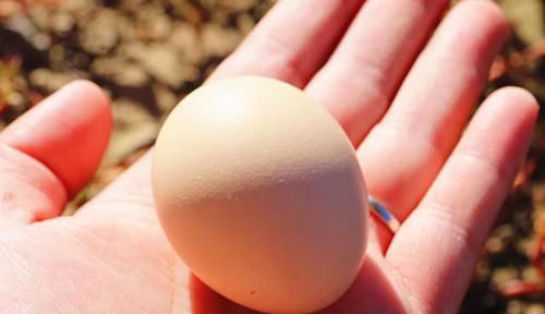 鸡蛋|买鸡蛋时,谨记“4不买, 3不吃”!为了健康早点告诉家里人
