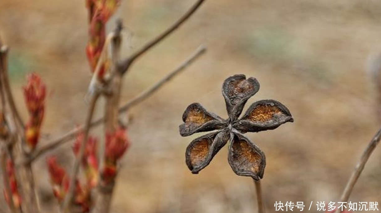 人类|地里的“羊屎坨坨”内含“液体黄金”，专家称是人类的理想食用品