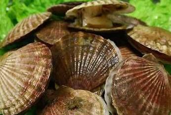 今日|今日开海!这84种海鲜,你都认识吗?你真的会吃海鲜吗?