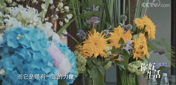  生活|这档被埋没的神仙综艺，值一个热搜！董卿插花比主持更美