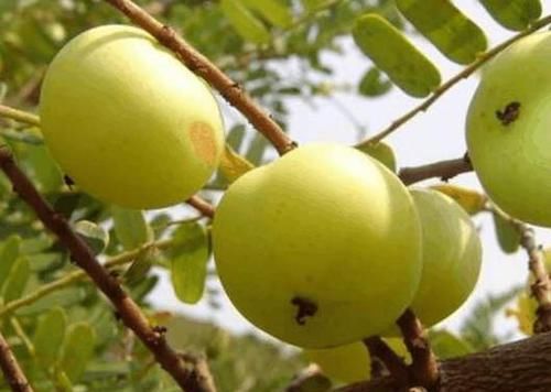 余甘果|夏天不妨常吃此水果,促进消化,保护肝脏,还能延缓衰老