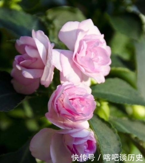 毛主席|指甲花你知道吗？曾受毛主席的赞美，一起来看诗词中的指甲花吧！