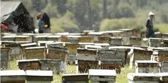 价值|霍山两男子盗窃价值6000余元蜜蜂被判刑