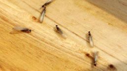  暴雨|头皮发麻！暴雨过后，多处出现小飞虫！