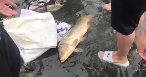  被困|石梁河关闸，成群大鱼被困浅水，有人“捡”了一两百斤