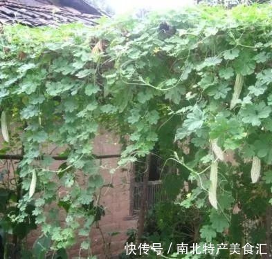 土鸡|去走亲戚,最爱带的10大特产