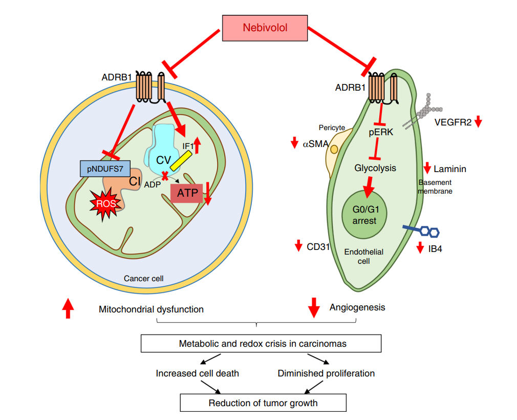  老药|老药新用，同时抑制癌细胞线粒体和血管生成，可有效治疗多种癌症