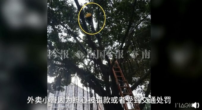压线|因电动车压线,外卖小哥怕处罚爬上树不肯下来,交警劝说都不管用
