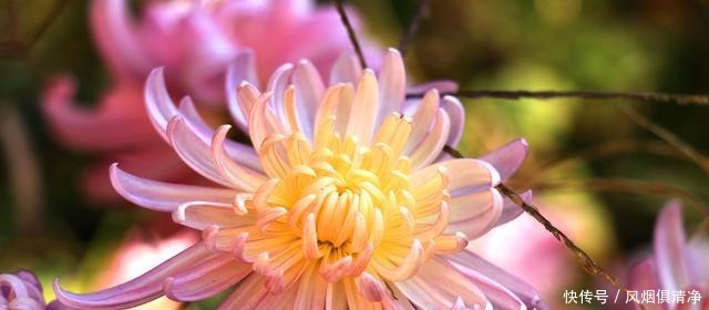  希望对方能够|喜欢真实面对一切的狮子座