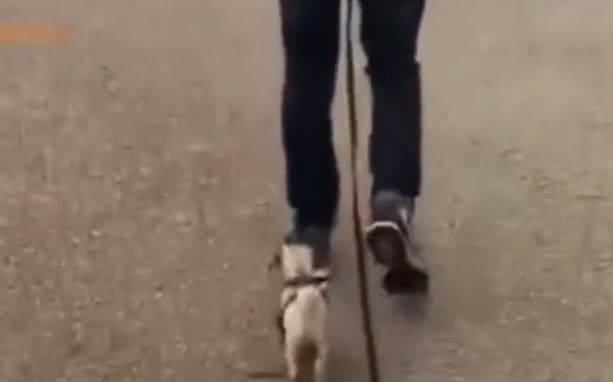 回头|男子带着狗狗去散步，浑然不知身后事，汪：主人你倒是回头啊