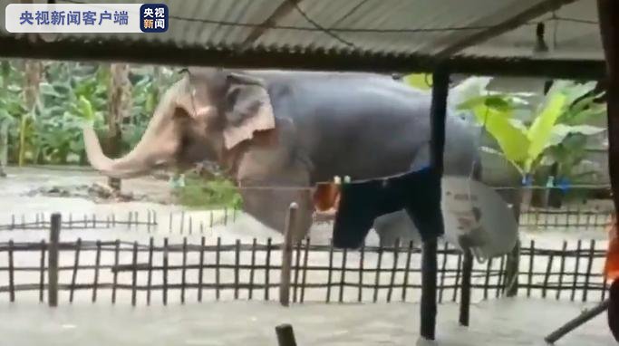  洪水泛滥|印度阿萨姆洪水泛滥 野生动物四处逃散