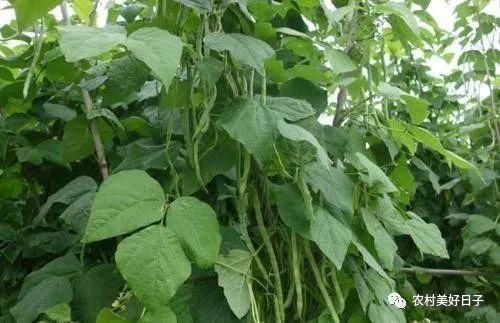 幼苗|四季豆的种植和日常管理