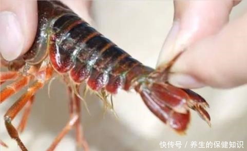刷子|清洗小龙虾别只懂用刷子刷了,教你一招,脏东西自己吐出来