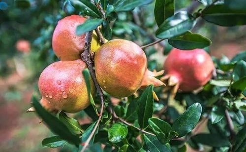 不吐|吃葡萄可以不吐皮，但吃“它”一定要吐很多籽！