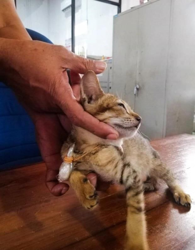 监狱|厉害了!某监狱犯人居然利用猫咪“贩毒”,胆子是真的大