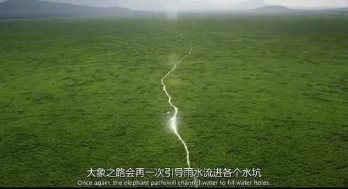  女王|为了躲避猎杀和寻找水源，女王带着族群，开启了逃亡之旅