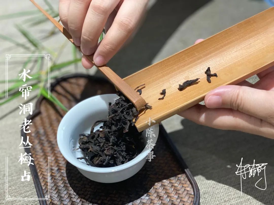 梅占|梅占的梅花香，如一位蕴着梅香的清淡女子，盛开在水帘洞