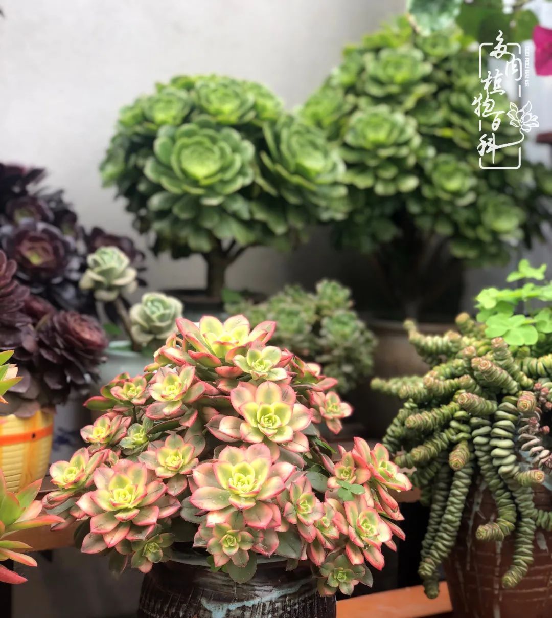  遇上|遇上多肉，遇上美好，情不知所起，一往而深！