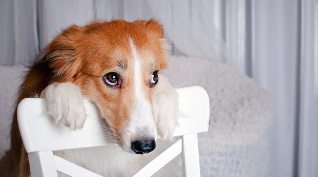  养狗|狗狗也来“大姨妈”？动物的大姨妈你了解多少