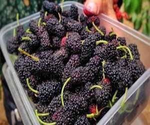 桑葚|桑葚不能乱洗,只需多加这一步,脏东西虫卵自动跑出来