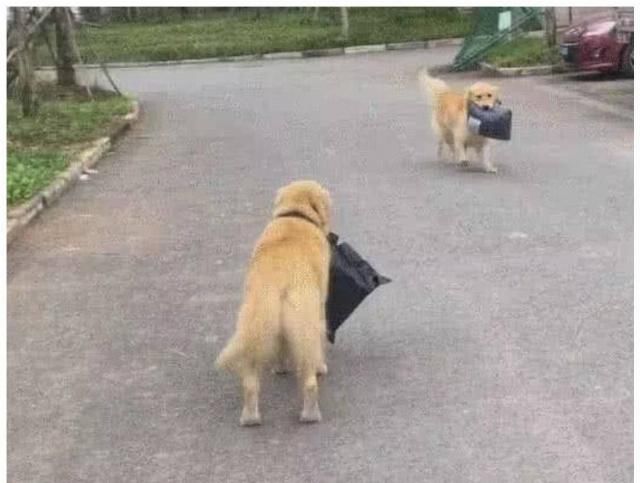  沦落|狗狗帮主人跑腿，在路口遇上“知音”，眼神：同是天涯沦落狗