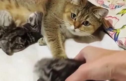 心塞|猫咪产下一窝小崽,主人激动伸手去触摸,猫咪的反应让主人心塞
