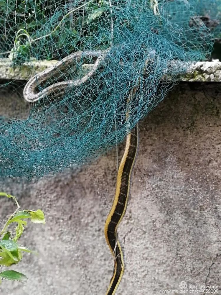  村民|17：30，淄博一村民家中突然发现一条2米长大花蛇...