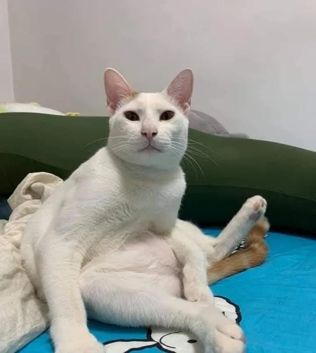  流浪|网友捡到一只瘦弱小流浪猫，几个月后变身肌肉壮汉