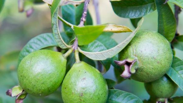  嫁接|石榴的栽培很简单，掌握好下面几点栽培技巧，便能高产又优质