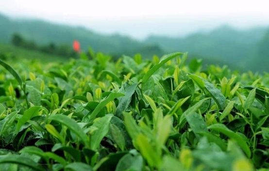 你好|英国游客在中国卖茶叶遭到拒绝,老板无奈:这点我直接送你好了