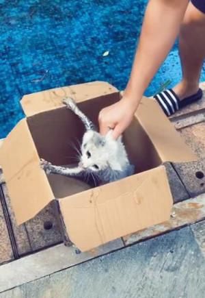  不慎|猫咪不慎掉入游泳池，被主人救起时还露出这表情，网友：没救了