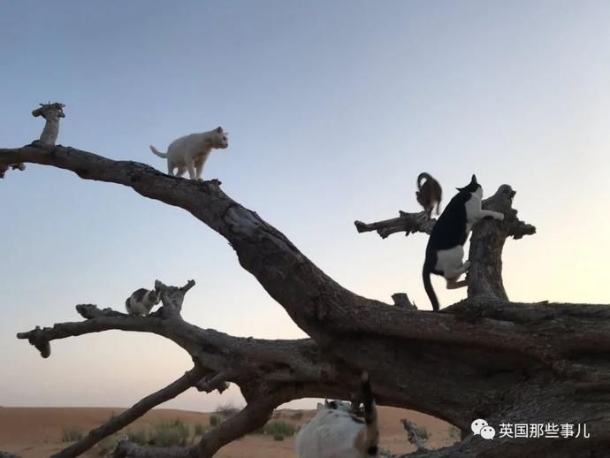  沙漠|霓虹妹子嫁到阿联酋，在5万平米的沙漠＂后院＂里养猫养骆驼?!