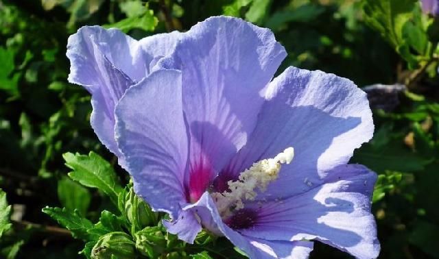 家宅|9月开始富贵入家宅，事业一飞冲天，美梦成真的四大属相